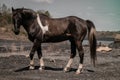 Closeup shot of a beautiful black stallion standing on a soil outdoors Royalty Free Stock Photo