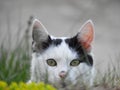 Closeup shot of a beautiful black white cat with piercing green eyes Royalty Free Stock Photo