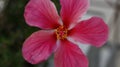 Closeup shot of a beautiful bloomed pink hibiscus flower Royalty Free Stock Photo