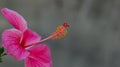 Closeup shot of a beautiful bloomed pink hibiscus flower Royalty Free Stock Photo