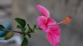 Closeup shot of a beautiful bloomed pink hibiscus flower Royalty Free Stock Photo