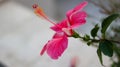 Closeup shot of a beautiful bloomed pink hibiscus flower Royalty Free Stock Photo