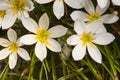 Closeup shot of beautiful bloomed rain lilies - perfect for an article about botany Royalty Free Stock Photo