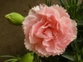 Closeup shot of a beautiful blooming pink carnation Royalty Free Stock Photo