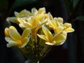 Closeup shot of beautiful blooming yellow plumerias in the greenery Royalty Free Stock Photo