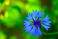 Closeup shot of a beautiful blue blooming cornflower in the park