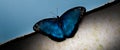 Closeup shot of a beautiful blue butterfly on a wall under the clear blue sky Royalty Free Stock Photo