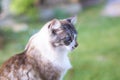 Closeup shot of a beautiful blue-eyed white and brown cat with a blurry background Royalty Free Stock Photo