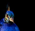 Closeup shot of a beautiful blue peacock face on a black background Royalty Free Stock Photo