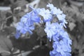 Closeup shot of beautiful blue Plumbago auriculata flowers growing in the garden Royalty Free Stock Photo