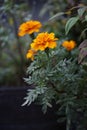 Closeup shot of a beautiful bright blooming marigold flower in a lush garden Royalty Free Stock Photo