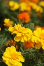 Closeup shot of beautiful bright blooming yellow marigold flowers in a lush garden Royalty Free Stock Photo