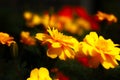 Closeup shot of beautiful bright orange blooming marigold flowers in a lush garden Royalty Free Stock Photo