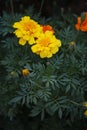 Closeup shot of beautiful bright yellow blooming marigold flowers in a lush garden Royalty Free Stock Photo