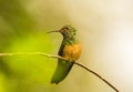 Closeup shot of a beautiful Broad-billed Hummingbird perched on a tree branch