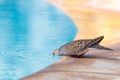 Closeup shot of a beautiful brown-headed cowbird drinking water from the pool Royalty Free Stock Photo