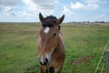 Closeup shot of a beautiful brown horse with a white spot in a field Royalty Free Stock Photo