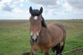 Closeup shot of a beautiful brown horse with a white spot in a field Royalty Free Stock Photo