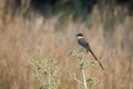 Closeup shot of a beautiful brown sparrow perched on a dried flower with a blurred background Royalty Free Stock Photo