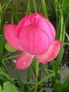 Closeup shot of a beautiful bud of an unopened lotus flower with waterdrop on petals