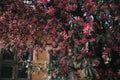 Closeup shot of a beautiful bush with pink Mountain-laurel flowers in front of a private house Royalty Free Stock Photo