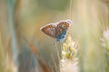 Closeup shot of a beautiful butterfly perched on an ear of wheat in a field Royalty Free Stock Photo