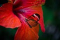 Closeup shot of a beautiful butterfly sitting on a red flower with a blurred background Royalty Free Stock Photo