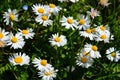 Closeup shot of beautiful chamomiles in the filed