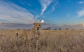 Closeup shot of a beautiful cheetah male walking in dry grassy field and looking for prey in Kenya