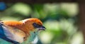 Closeup shot of a beautiful chestnut-backed tanager bird (Tangara preciosa)