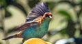 Closeup shot of a beautiful chestnut-backed tanager bird (Tangara preciosa)