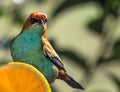 Closeup shot of a beautiful chestnut-backed tanager bird (Tangara preciosa)