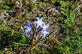 Closeup shot of beautiful chionodoxa flowers surrounded by greenery Royalty Free Stock Photo