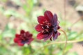 Closeup shot of a beautiful Chocolate cosmos flower in blossom