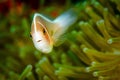 Closeup shot of a beautiful clownfish in a green sea anemone