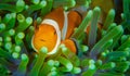 Closeup shot of a beautiful clownfish in a green sea anemone