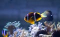 Closeup shot of a beautiful clownfish swimming near corals