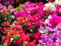 Closeup shot of beautiful colorful bougainvillea flowers