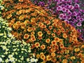 Closeup shot of beautiful colorful flower beds growing in the garden of Olathe city in Kansas