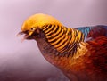 Closeup shot of a beautiful colorful golden pheasant on a pink blurred background Royalty Free Stock Photo