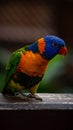 Closeup shot of the beautiful and colorful Loriini parrot standing on a wood Royalty Free Stock Photo