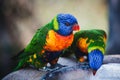 Closeup shot of beautiful colorful lorikeets Royalty Free Stock Photo