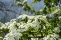 Closeup shot of beautiful common hawthorn flowers Royalty Free Stock Photo
