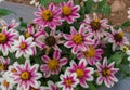 Closeup shot of beautiful Common-Zinnia flowers in the field, beautiful background. Royalty Free Stock Photo