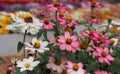 Closeup shot of beautiful Common-Zinnia flowers in the field, with bokeh background Royalty Free Stock Photo