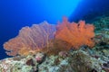 Closeup shot of beautiful corals and colorful rocks located in the clear blue water