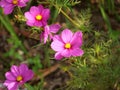 Closeup shot of beautiful cosmos bipinnatus flowers Royalty Free Stock Photo