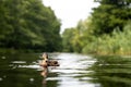 Closeup shot of a beautiful croak in a water in nature