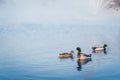 Closeup shot of beautiful cute ducklings swimming in the lake Royalty Free Stock Photo