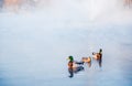 Closeup shot of beautiful cute ducklings swimming in the lake Royalty Free Stock Photo